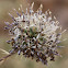 Globe Thistle...and ??