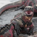 Marine Iguana