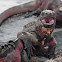 Marine Iguana