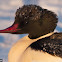 Common Merganser