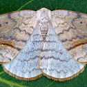 Arched Hooktip Moth