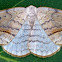 Arched Hooktip Moth