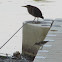 Party on the dock; with a green heron, spotted sandpiper and belted kingfisher