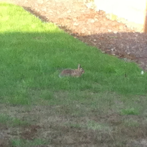 Spotting Image 1
