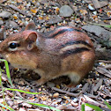 Eastern Chipmunk