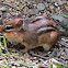 Eastern Chipmunk