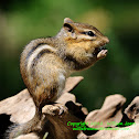 Chipmunk