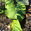 Burdock