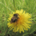 Bumblebee