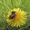 Bumblebee
