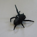 Ladybird Spider