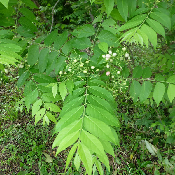 Pink Wampee Project Noah