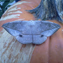 Juniper Geometer