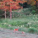 White-tailed deer doe and fawn