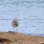 Grey Plovers