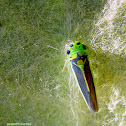 leaf hopper