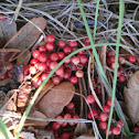 Winterberries
