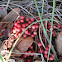Winterberries