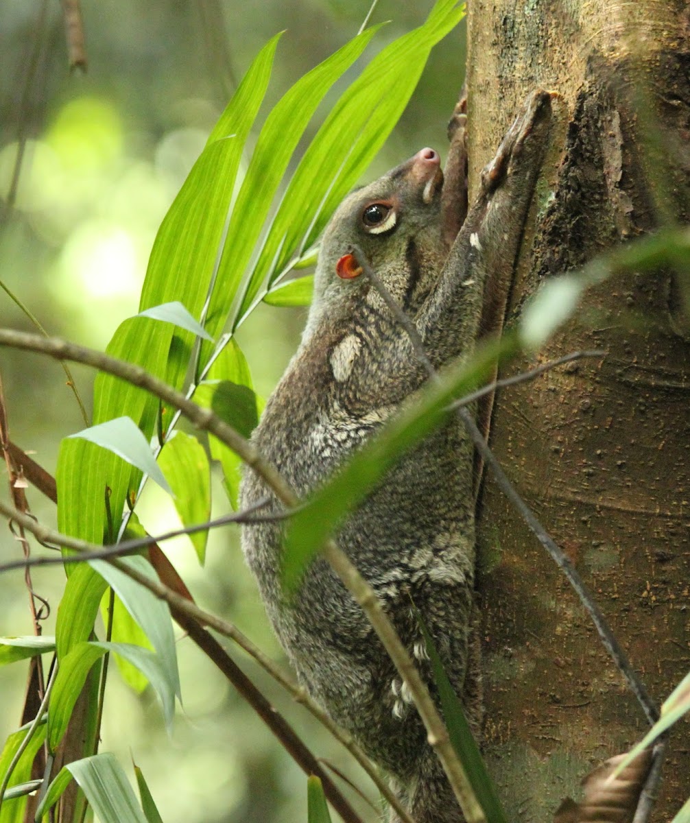 Sunda Flying Lemur