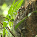 Sunda Flying Lemur