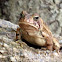 American Toad