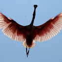Roseate Spoonbill