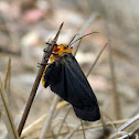 Gnamptonychia Ventralis (Male)
