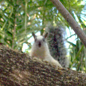 Variegated Squirrel