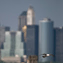 American herring gull