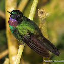 Tourmaline Sunangel