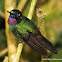 Tourmaline Sunangel