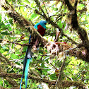 Resplendent Quetzal