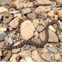 Northern Watersnake