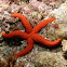 Common starfish
