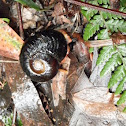 Native Australian Snail