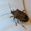 Spined Soldier Bug