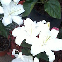 Azucena, Lilium o Martagón
