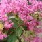 Crape Myrtle