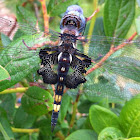Black Saddlebags