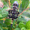 Black Saddlebags