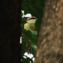 Brown shrike