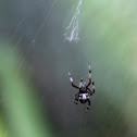Spotted Orb Weaver