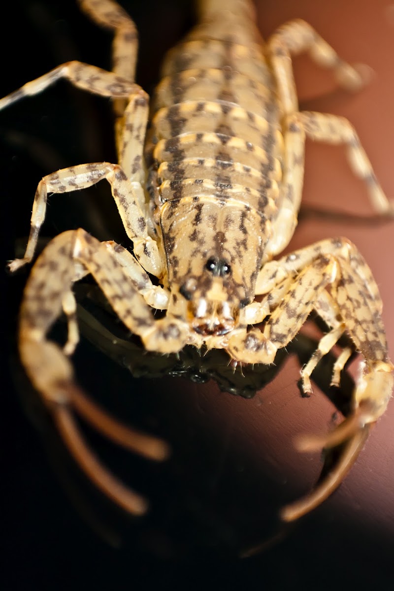 Lesser Brown Scorpion