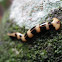 Hammerhead Flatworm