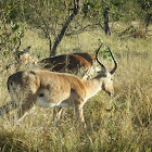 Impala (Rooibok)