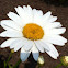 Shasta Daisy