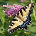Eastern Tiger Swallowtail butterfly (female)