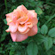 Miniature rose