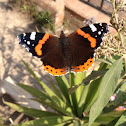 Red Admiral