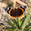 Red Admiral